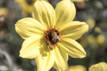 Honigbiene an einer gelben Dahlie