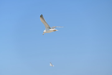 Fototapeta na wymiar A seagull flying on the beaches of Huelva, Spain