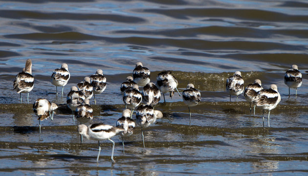 A flock of American Avocets in non-breeding plumage rest and move around in autumn on the shore of Antelope Island State Park, which is surrounded by Utah's Great Salt Lake