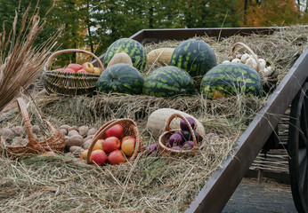 Autumn harvest