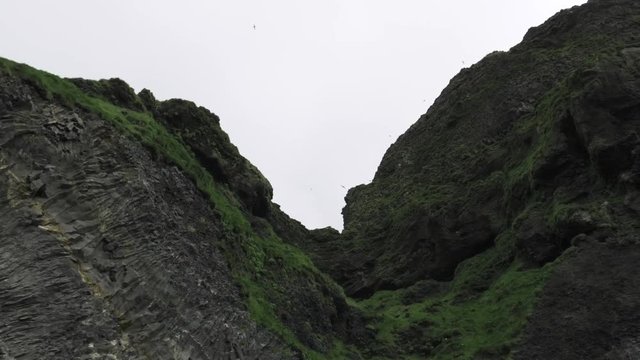 Reynisdrangar -Bucht Papageientaucher