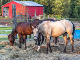 Horses on  a farm