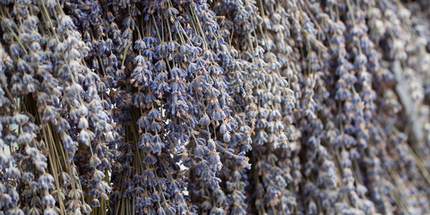 bouquets of dry lavender are densely hanging in rows in the window at the fair or market