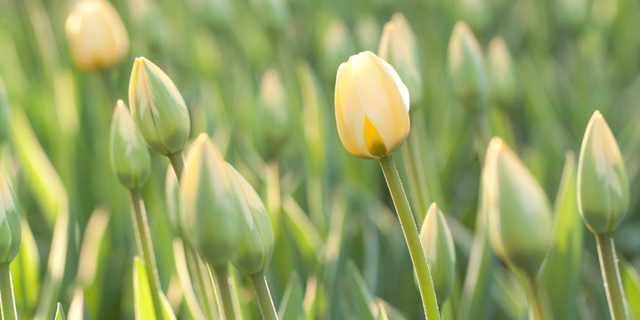 beautiful yellow tulips with buds blooming in the field or in the garden