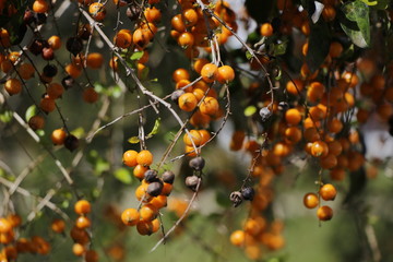 branch of seabuckthorn