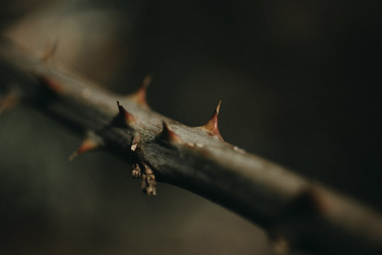 Close-up of plant stem