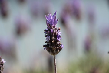 It is spring beautiful fowers