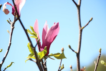 It is spring beautiful fowers