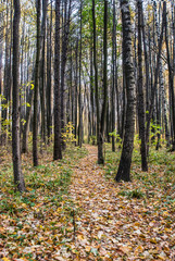 Summer day on a footpath among trees