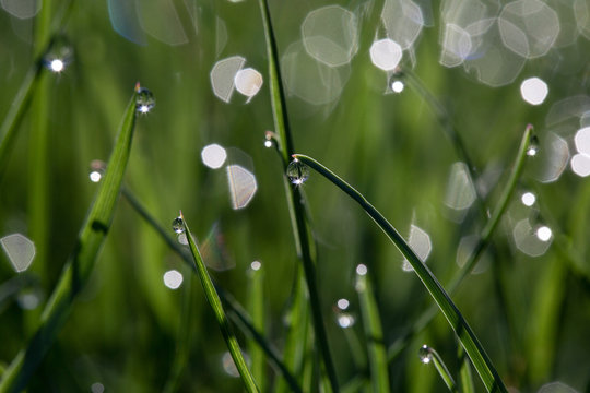 High angle view of water drops on grasses during sunny day