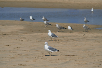 Photograph one some seagulls at La Bota beach, Huelva, Spain