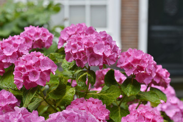 Drops of rain on the flowers of pink hydrangea