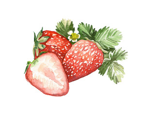 Composition of red strawberries, watercolor drawing