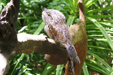 Australian Tawny Frogmouth Owl