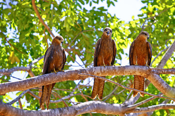 whistling kite
