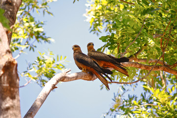 whistling kite
