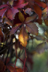 Autumn Virginia Creeper
