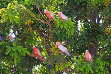 Galah Cockatoos - Cacatua roseicapilla, Kakadu National Park, Northern territory, Australia