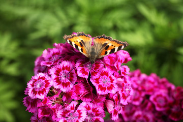 Beautiful butterfly sits on a pink flower