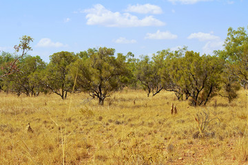 Australian Landscape - grass in Bungle Bungles (Purnululu) - Purnululu National Park