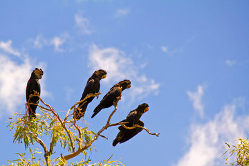 red tailed Cockatoo birds siting on branch