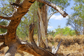 Dry river valley, Australia Landscape