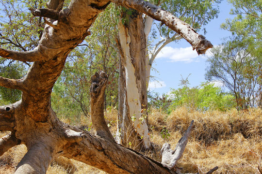 Dry River Valley, Australia Landscape