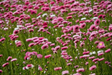 field of pink flowers