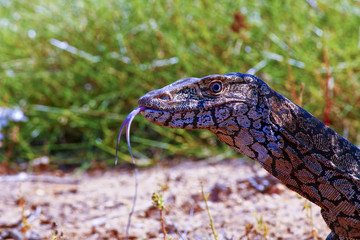 Australian Goanna/Lace Monitor (Varanus varius)
