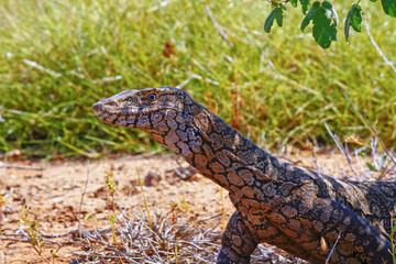 Australian Goanna/Lace Monitor (Varanus varius)