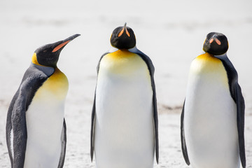 penguin in the arctic