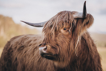 Close up of highland cattle standing on farm