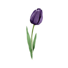 Watercolor black tulip flower. Floral botanical flower. Isolated illustration element. Aquarelle wildflower for background, texture, wrapper pattern, frame or border.