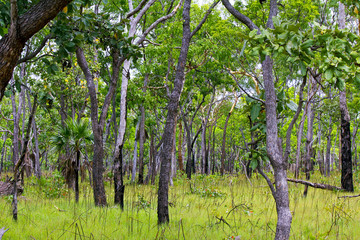 Forest in Kakadu National Park