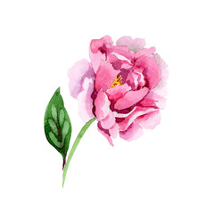 Naklejka na ściany i meble Watercolor pink peony flower. Floral botanical flower. Isolated illustration element. Aquarelle wildflower for background, texture, wrapper pattern, frame or border.