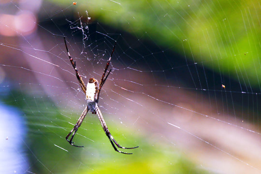 Spider on net in Australia