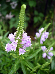 Violet Flower Blossom