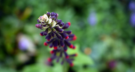 Purple and Red Flower