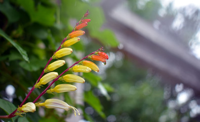 Red Orange Yellow Flower