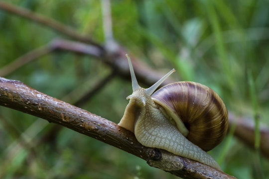 Close-up of snail on plant stem