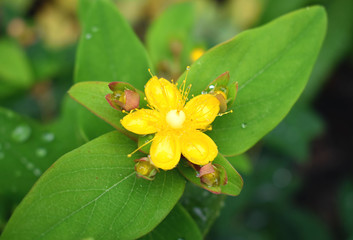 Yellow Flower