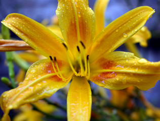 Yellow Lily