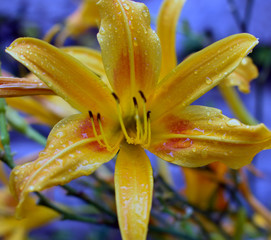 Yellow Lily