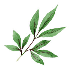 Watercolor green peony leaf. Floral botanical leaf flower. Isolated illustration element.Aquarelle wildflower for background, texture, wrapper pattern, frame or border.