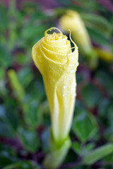 Yellow Flower in Raindrops