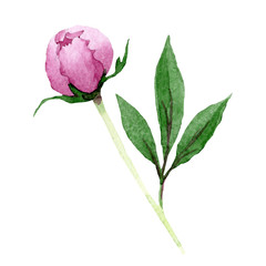 Watercolor pink peony flower. Floral botanical flower. Isolated illustration element. Aquarelle wildflower for background, texture, wrapper pattern, frame or border.