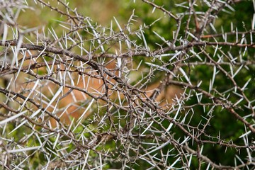 An Elephant thorn bush background image. 