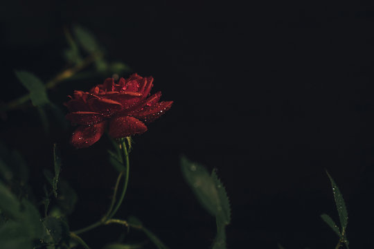 Close Up Of Red Rose With Leaves