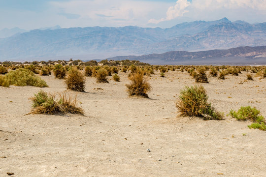 Arrowweed plants growing at The Devil's Cornfield, in Death Valley