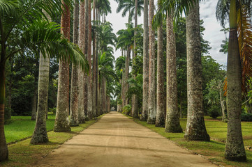 Palm grove in Brazil